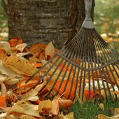 Leaves being raked 