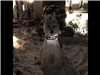 Snowman 10 (jpg)