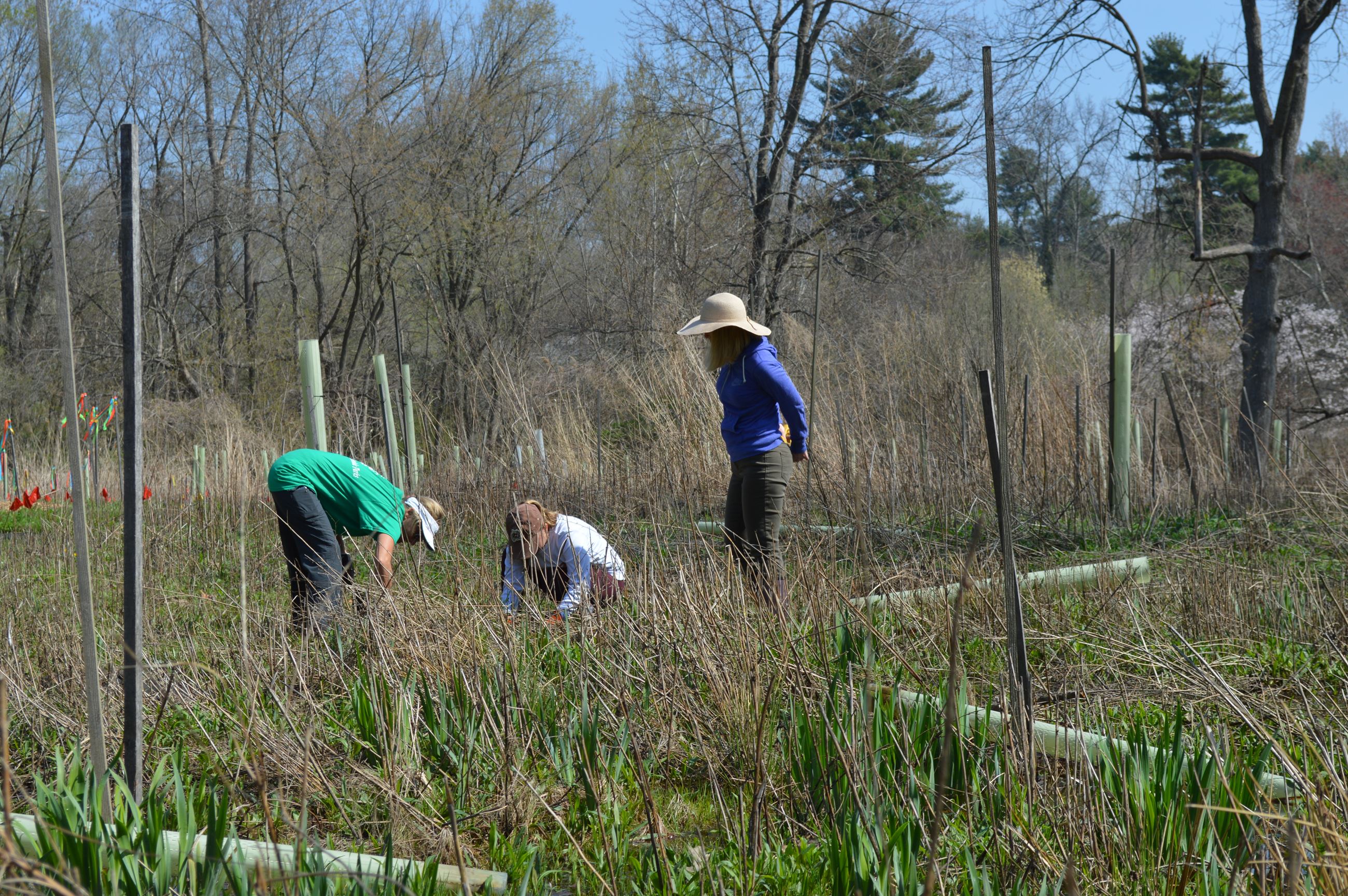 Community Planting Day 11 (jpg)