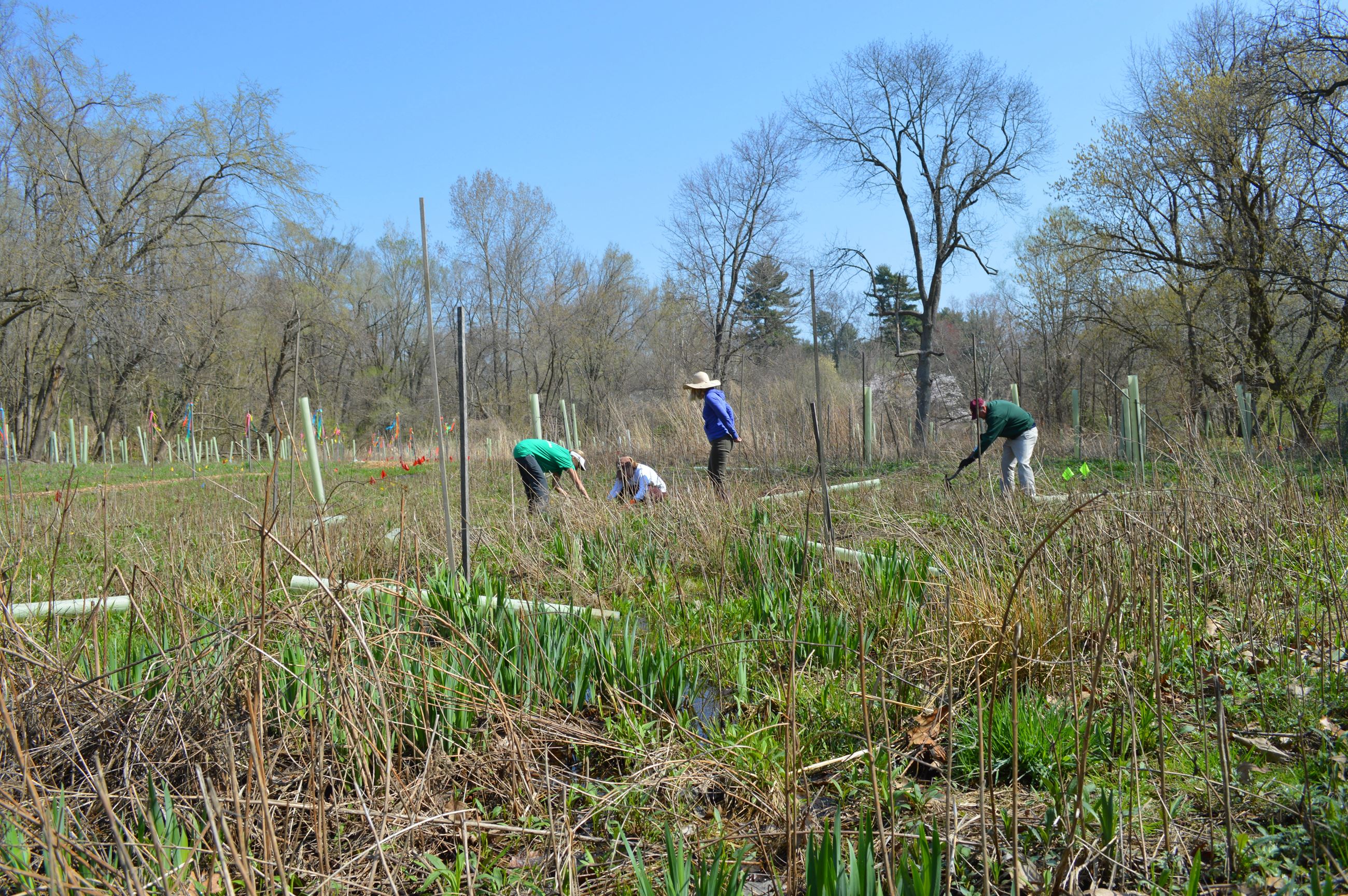 Community Planting Day 12 (jpg)