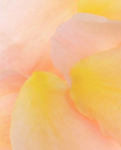 floral420by520 (jpg)